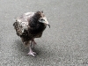 bird.jpg