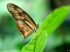 butterfly.jpg