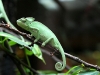 chameleon.jpg
