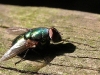 fly.jpg